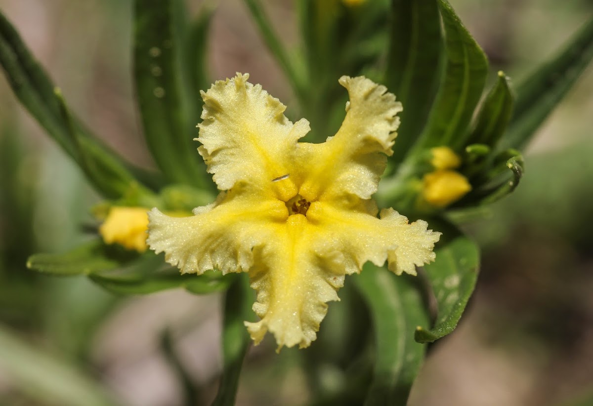 Narrowleaf Stoneseed