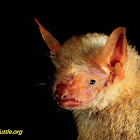 Formosan golden bat