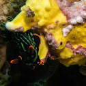 Warty Frogfish