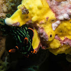 Warty Frogfish