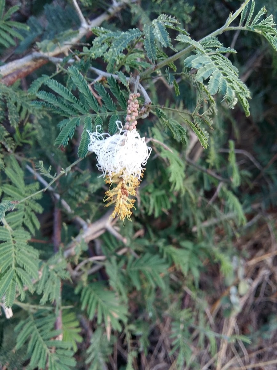 Bell mimosa, sickle bush