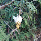 Bell mimosa, sickle bush