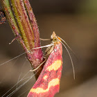 Coffee-loving Pyrausta Moth