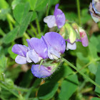 Loose Flowered Vetchling