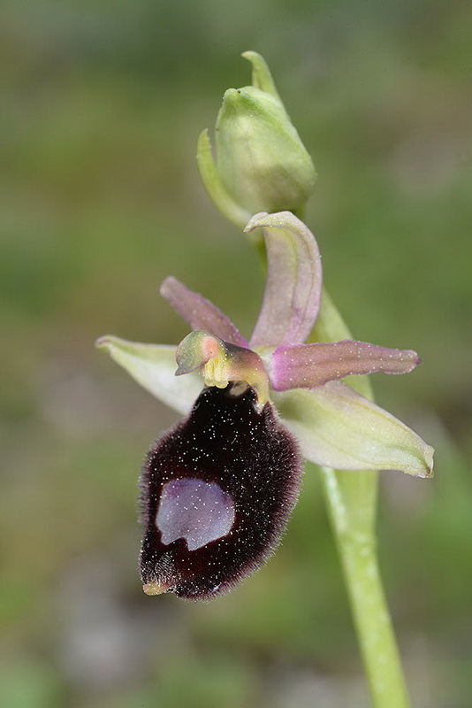 Sicilian Bee Orchid