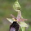 Sicilian Bee Orchid