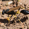 Mud-dauber Wasp