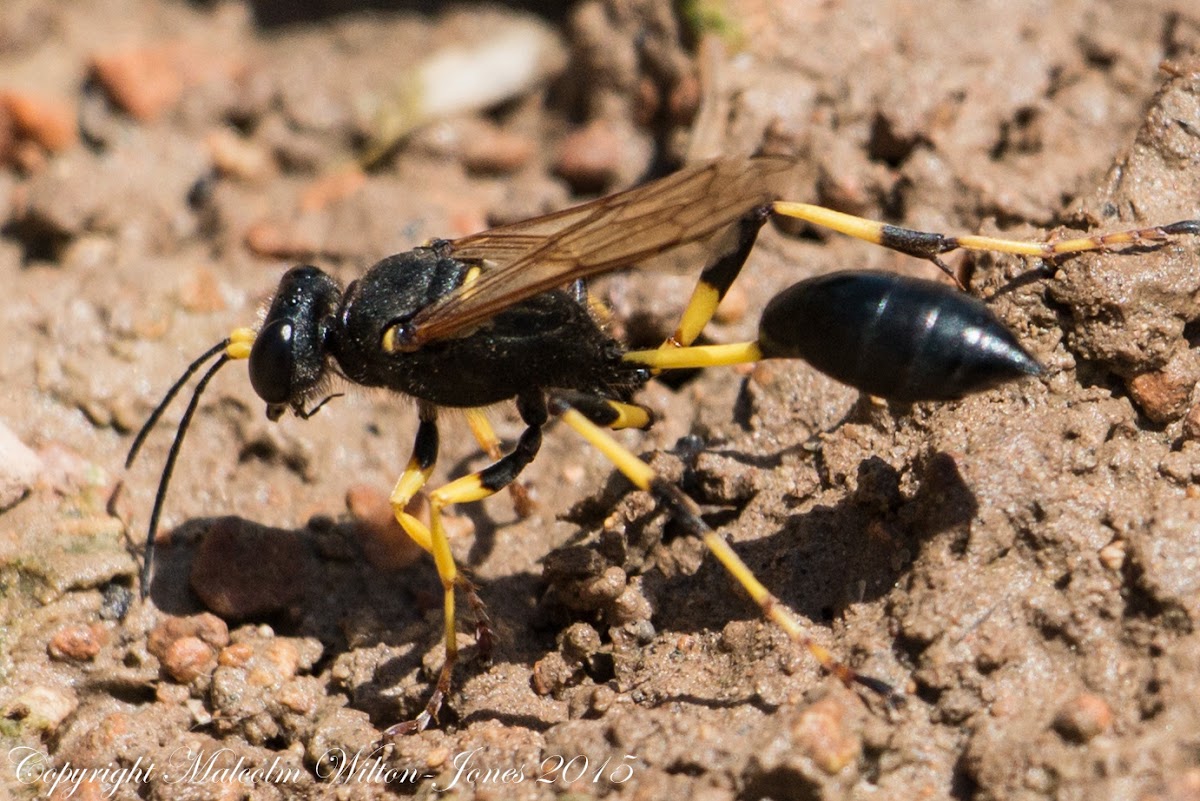 Mud-dauber Wasp