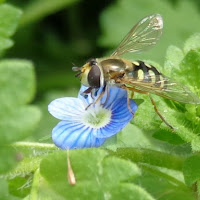 Taking care of a Flower di 