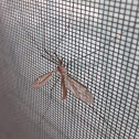 Crane Fly