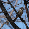 Bridled Titmouse