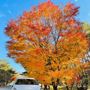 プリウスα ZVW41W