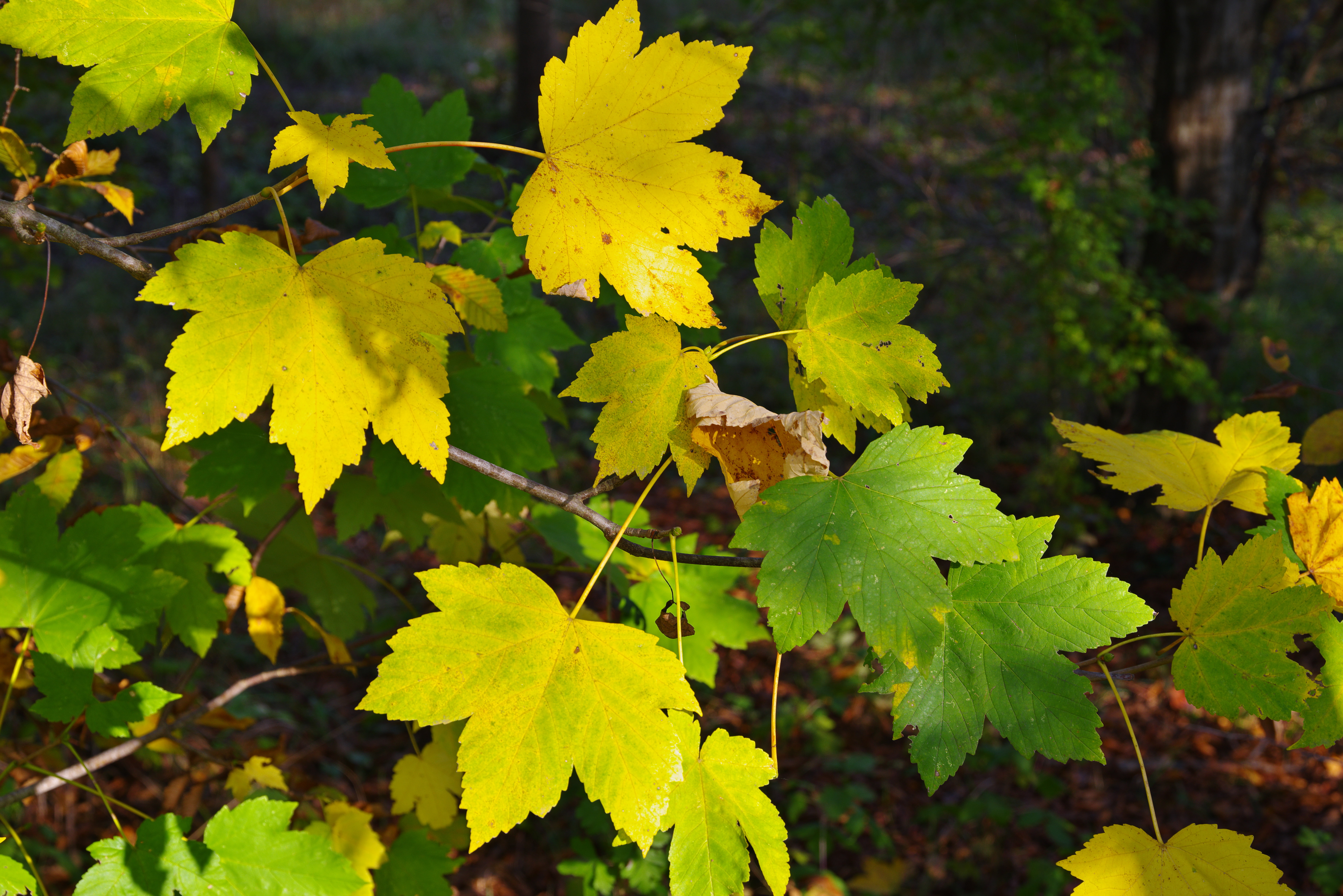 Autumn leaves di Ivano Bolgan