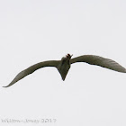 Little Egret