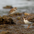 Semipalmated Plover