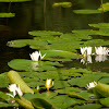 European white water-lily