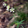 Starry Campion