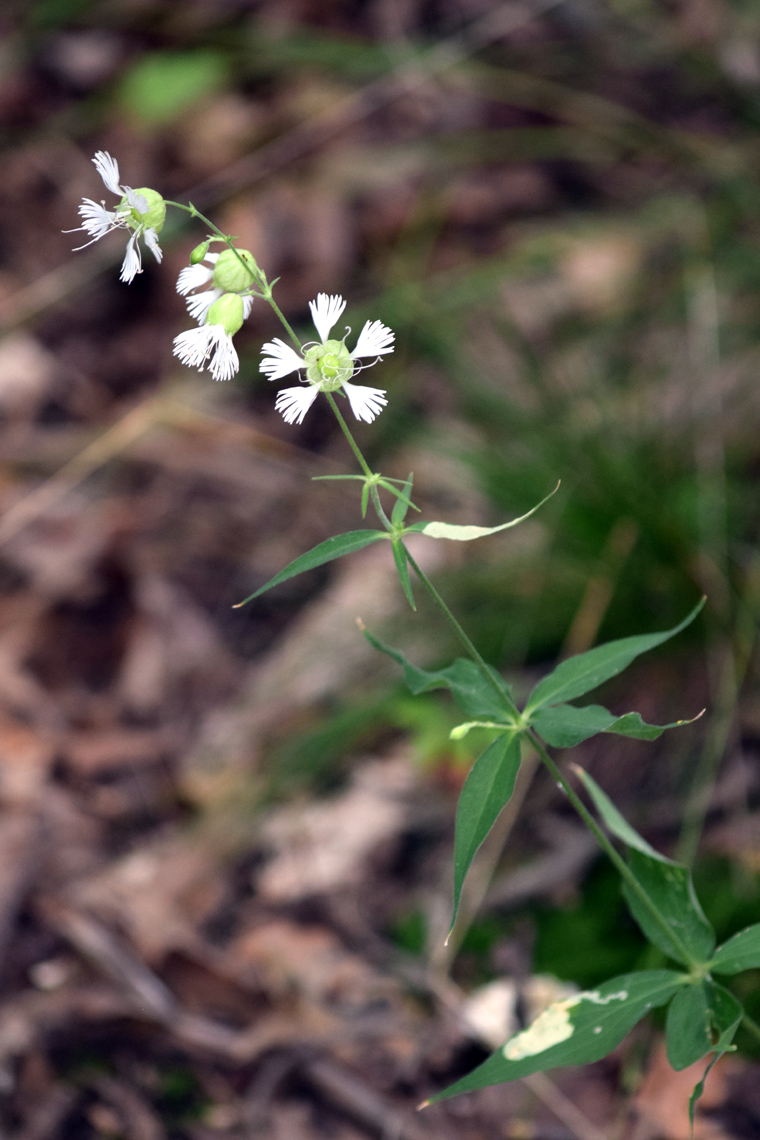 Starry Campion