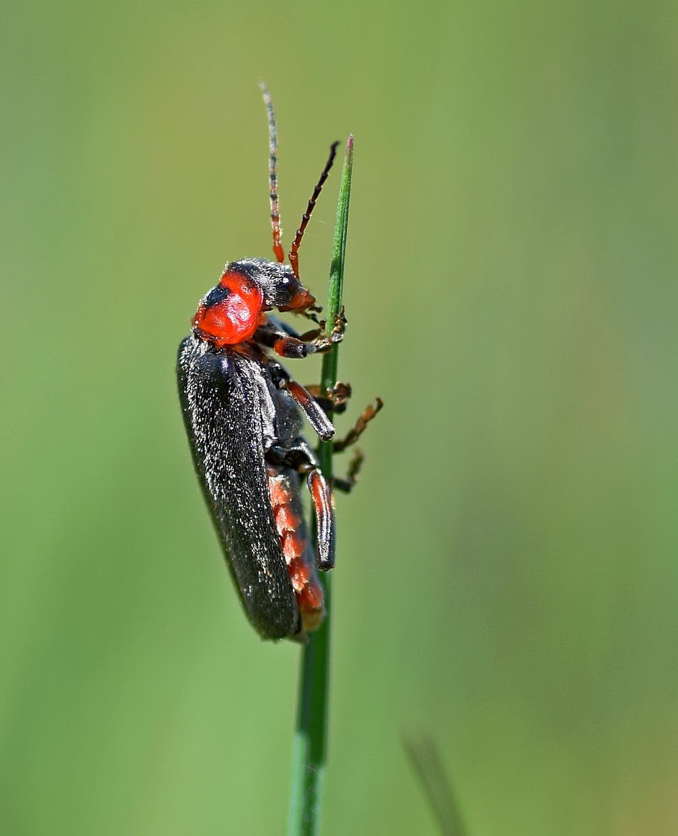 Rustic Sailor Beetle