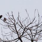 Spotless Starling; Estornino Negro