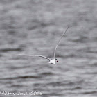 Common Tern