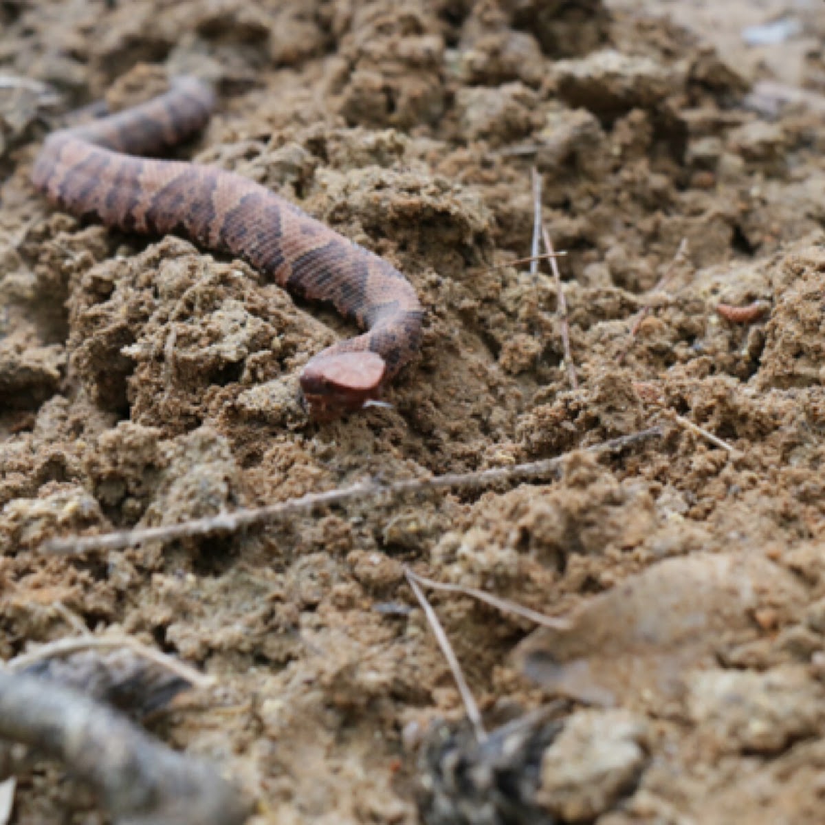 Cottonmouth