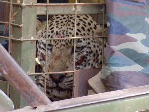 A leopard trapped and relocated to another conservation area by Kenya wildlife service personnel in a previous straying incident in neighbouring Kituruni area./KNA