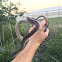 Great Plains rat snake