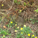 Eastern Cottontail Rabbit