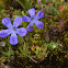 Small-leaved Trailing Bellflower