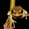 White-lipped Frog