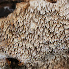 Milk-white Toothed Polypore