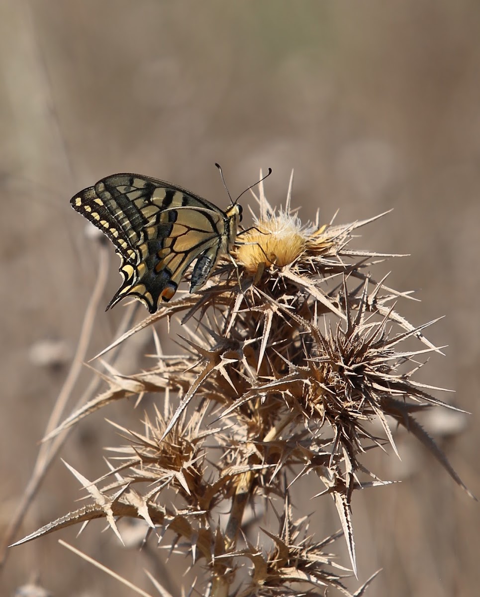 Swallowtail Butterfly