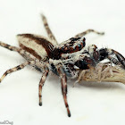 Gray Wall Jumping Spider