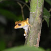 File-eared Tree Frog