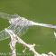 Black-tailed Skimmer