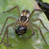 Six-spotted Fishing Spider (Eating a Tadpole)