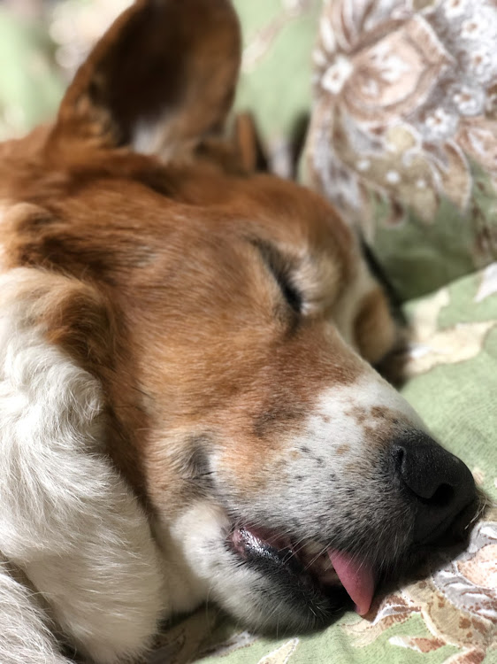 スカイライン GT-Rの尻ーズ・尻職人・朝焼けJPF🌅・QJ/⭕️⭕️\__®️/⭕️⭕️\・🐶ペロ寝に関するカスタム事例の投稿画像6枚目