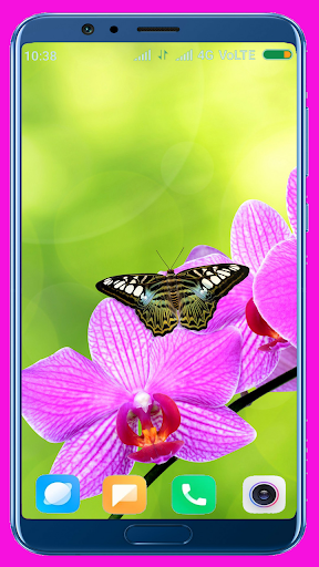 Orchid Wallpaper Best 4K