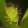 Tree hopper nymph