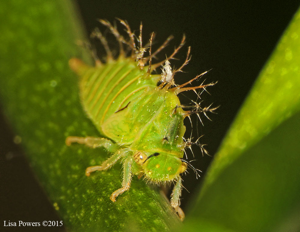 Tree hopper nymph