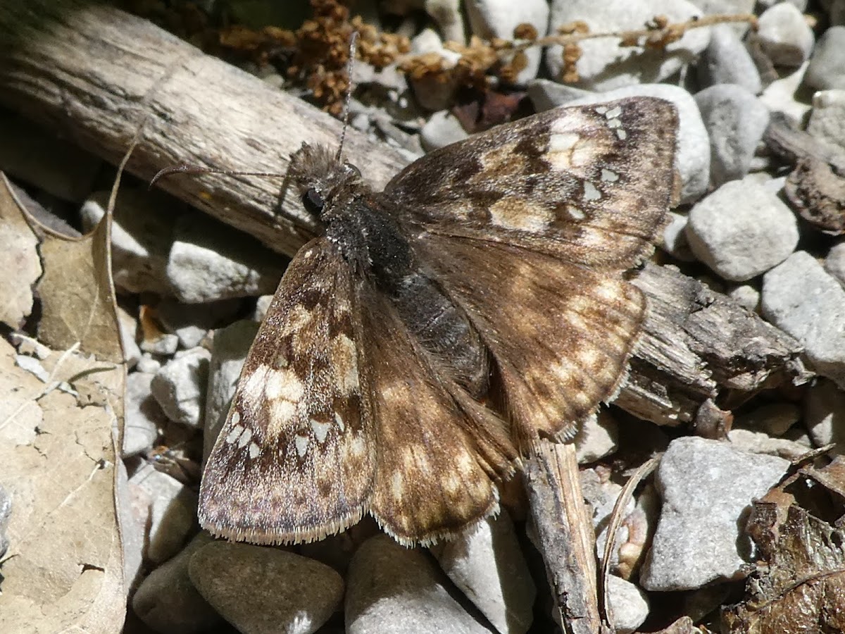 Juvenal's Duskywing