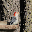 Red-bellied Woodpecker