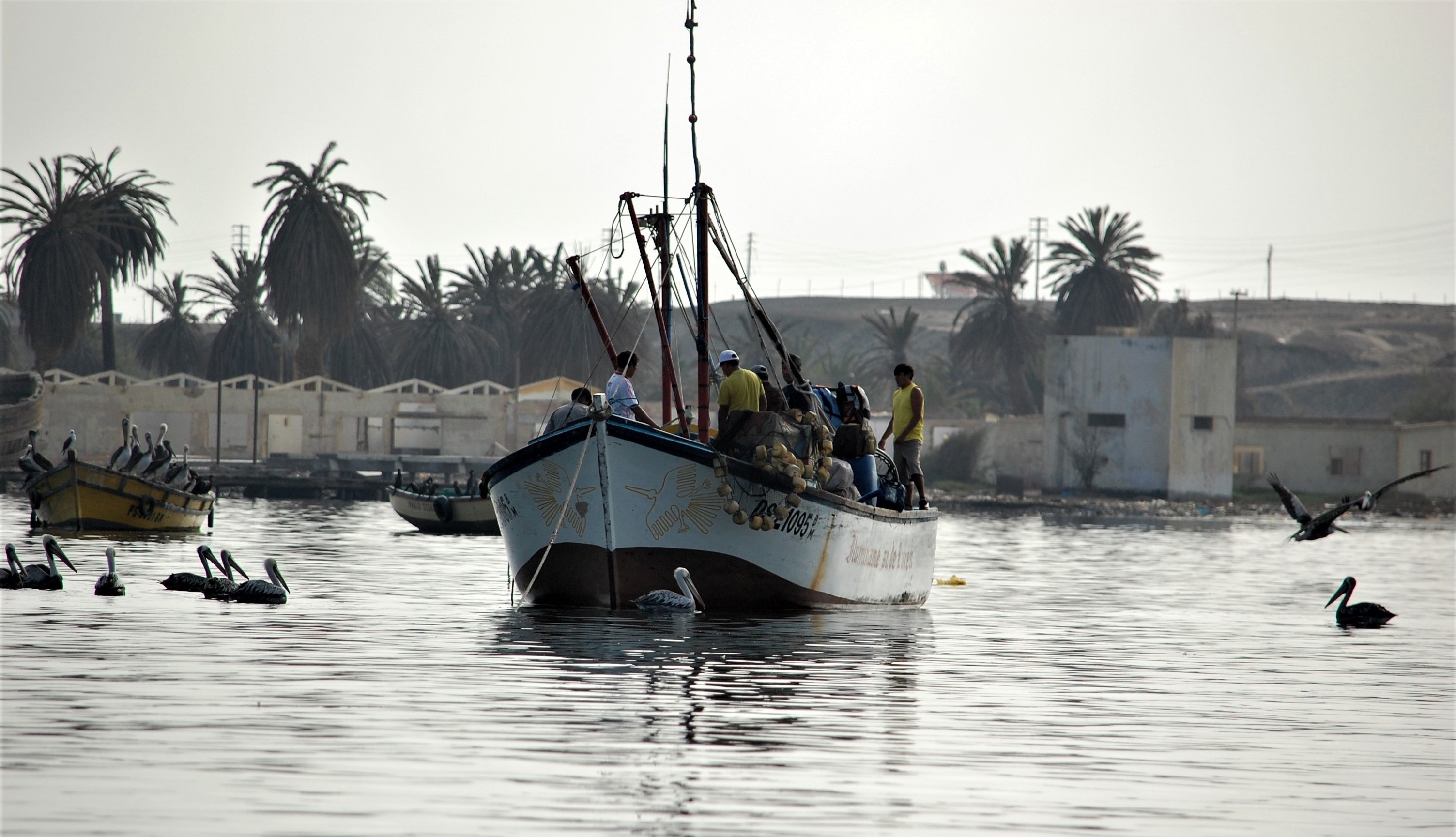 uomini e cormorani insieme per la pesca di luciano55