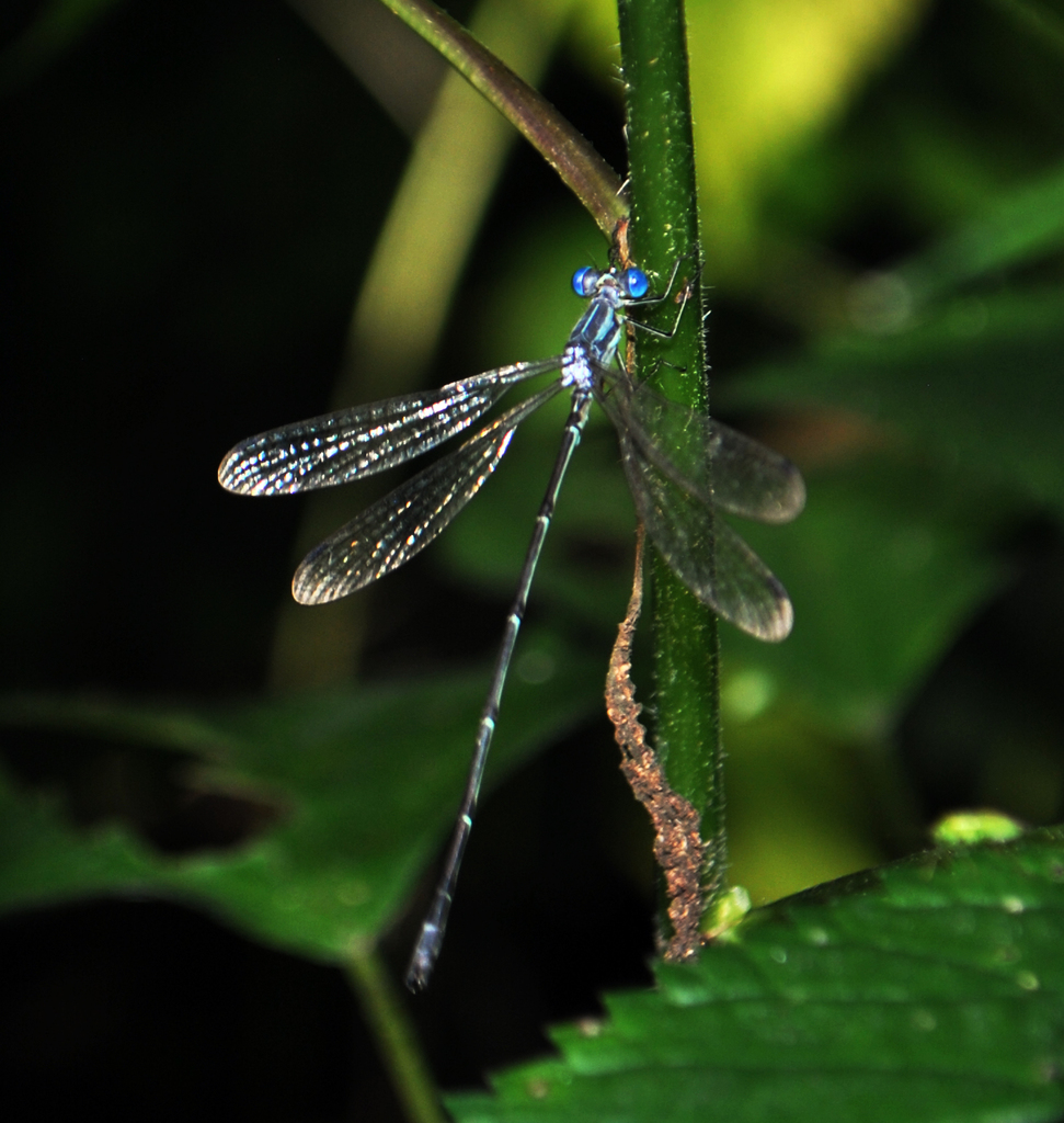 Slender Spreadwing