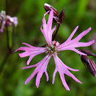 Ragged-Robin