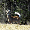 White-tailed Deer