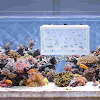 miniatures image - 3