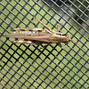 Differential grasshopper