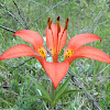 Prairie Lily